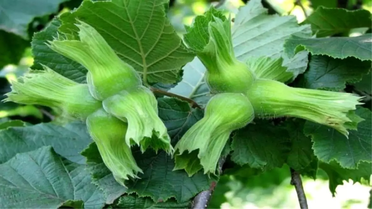 duzceden ab ulkelerine 15 bin ton findik ihracati Br1gYvWy.jpg