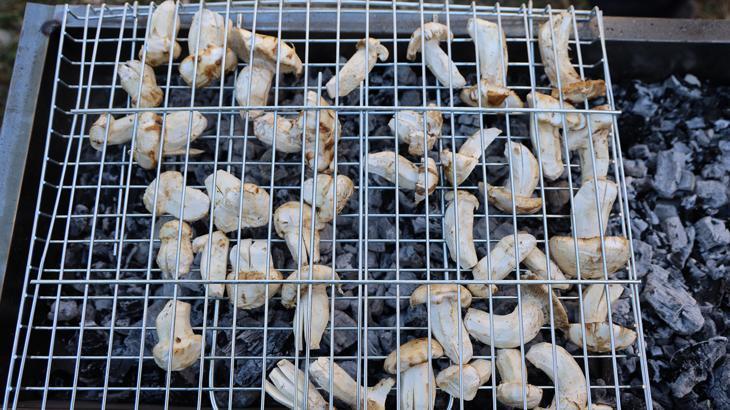 kilosu etle yarisiyor japonlarin gozdesi sedir mantari cikti qdNzgYgp.jpg