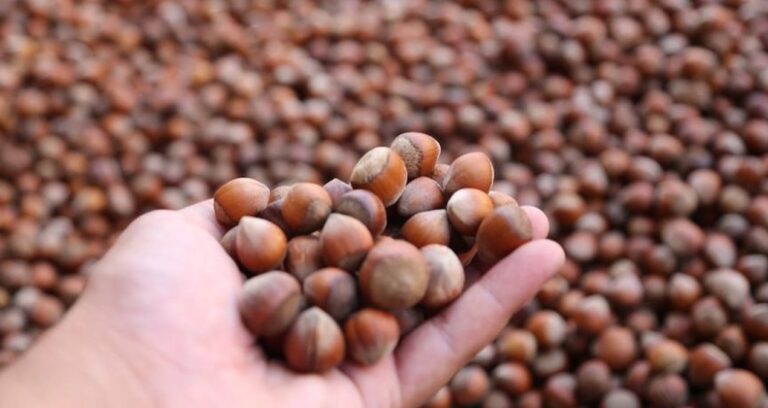 turkiye findik ihracatindan 10 ayda 18 milyar dolarlik gelir JRL1WfYL.jpg