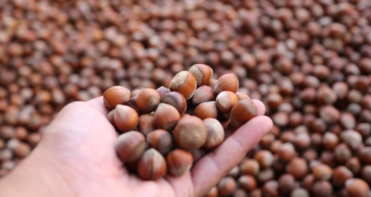 turkiye findik ihracatindan 10 ayda 18 milyar dolarlik gelir JRL1WfYL.jpg